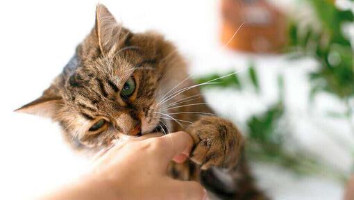 Katze beißt: Warum macht sie das? | PURINA